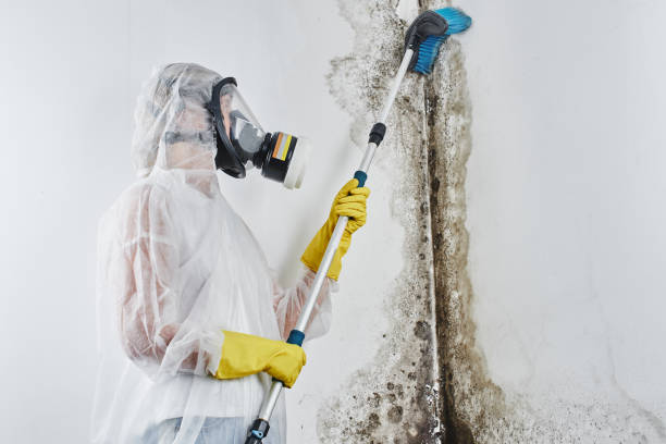 Best Toxic Mold Removal  in Greensburg, PA