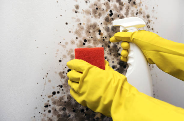 Best Mold Removal Process  in Greensburg, PA