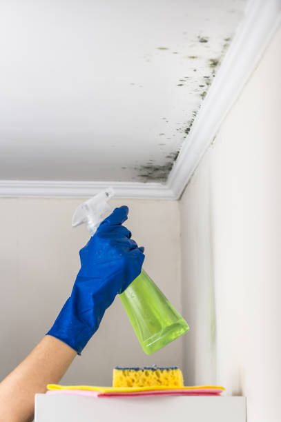 Reliable Greensburg, PA Mold Removal Solutions