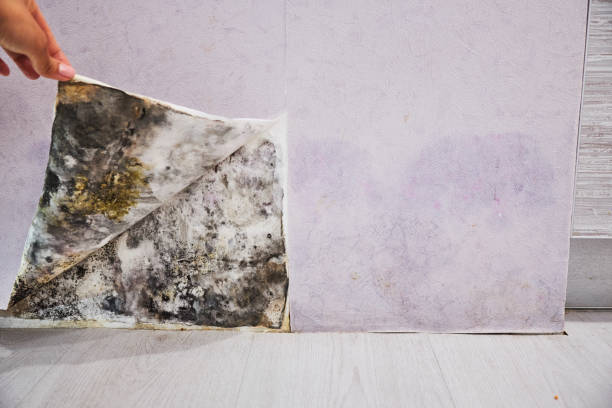 Best Attic Mold Removal  in Greensburg, PA